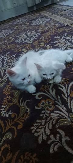 persian double coated cats