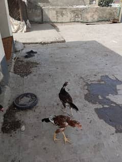 Aseel Hen and Cock
