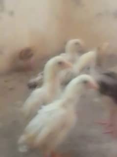 aseel + golden misri chicks