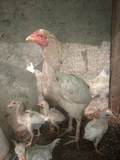 Aseel heera chicks for sale