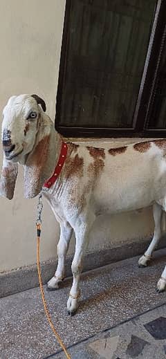 Beetal Breed Adult Goat Above 50kg meat