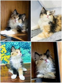 calico colour Pure parchion fluffy kittens