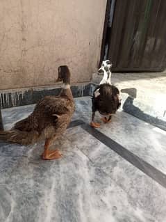 My Two ducks for sell all is oky