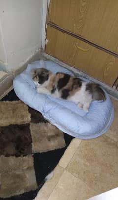 Persian female cat on heat