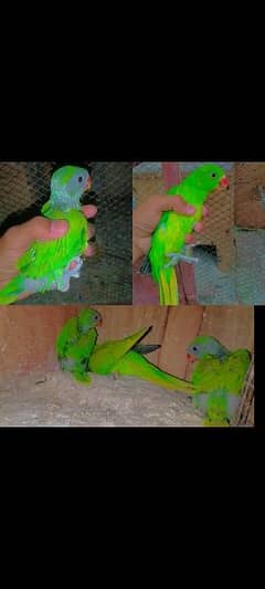 Green parrot chicks for tame and talking