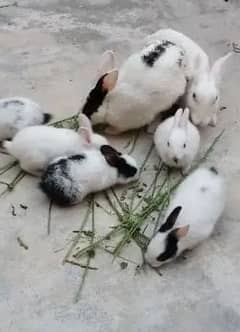 rabbit babies