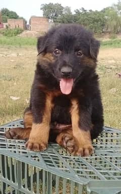 German Shepherd_Labra puppies_ Shitzu male for sell