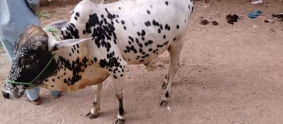cows For Seel New karachi