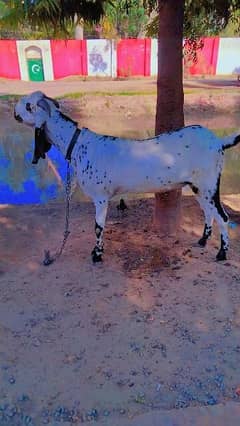 brown and white bakra for sale