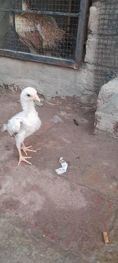 Aseel. chicks pair