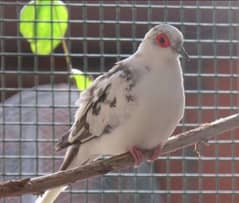 Pied Dove Pairs Washed Bloodline