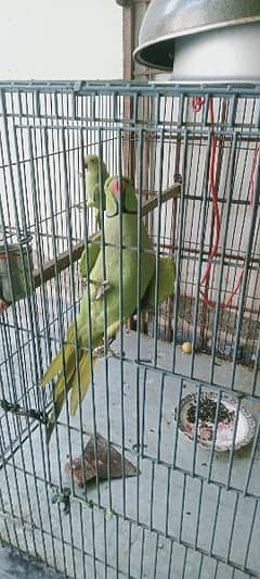 katha parrot available