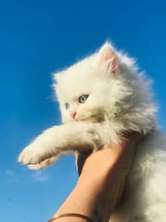 Pure Persian Breed Kittens