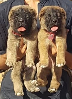 Kurdish kangal dog's age 2 month full security dogs for sale cargo av.