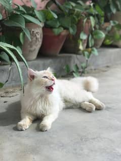 3 code male Persian cat