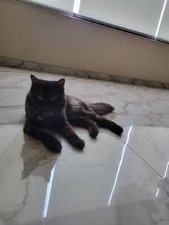 Black Persian cat 9 months