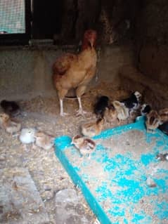 Aseel hen with 17 aseel chicks