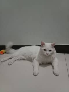 persian cat (male)
