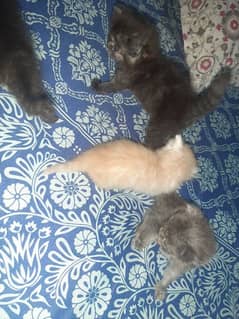 4 kittens for sale 25 old days