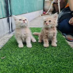 Eid offer persian cats