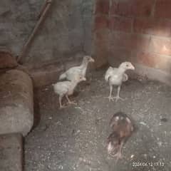 3 Heera Aseel chicks. 1 male 2 female