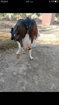 Friesion cross  Cow for sell