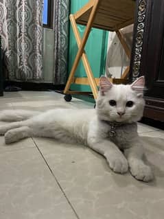 White Russian Cat Baby