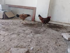 1 aseel 1 desi hen for sale دونوں مرغیاں انڈے دے رہی ہیں