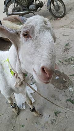 Bakra