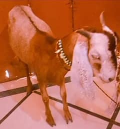 bakri (female goat)