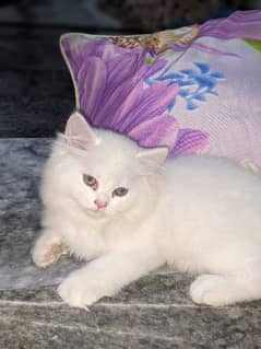Triple coated Persian cat