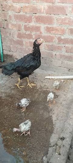 aseel hen with chicks