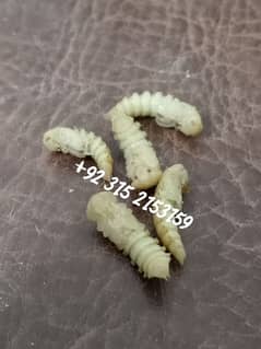 Darkling Beetle Larvae | Mealworms | USA Golden Breed for sell
