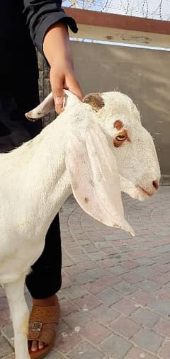 BAKRA Ando & Khassi For Sale