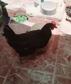 Egg laying Hen Available || Urgent Sale !