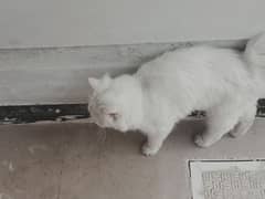 Turkish Angora Cat.