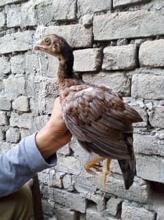 Thai Necklock Chiks For sale Qualty Breed