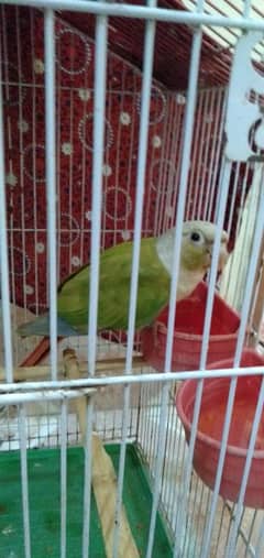 Monk parakeet Bird 03133538666