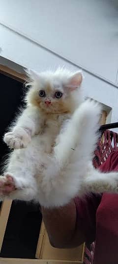 Persian triple coated kitten available