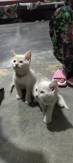 Persian 2 male kitten