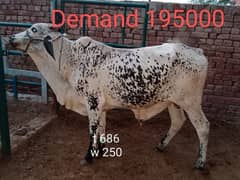 Qurbani Beautiful Bulls for sale