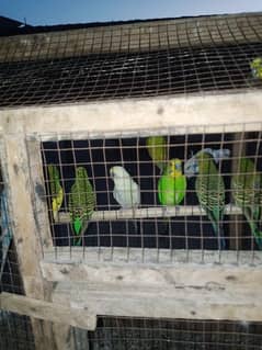 for sale ten peace parrots