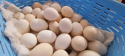 australorp fertile eggs available