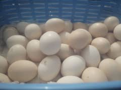 australorp fertile eggs available per egg Rs 60. Dozen 700