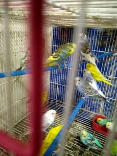 Australian parrots pair available