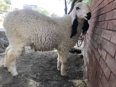 sale chatra /sheep for sale Lahore walton