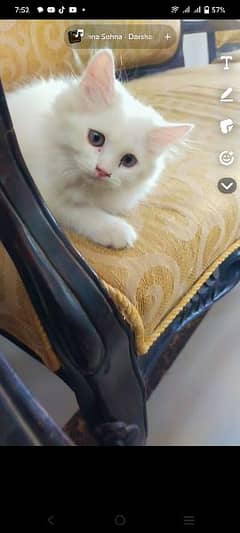 beautiful kitten full white colour