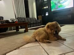 Triple coat brown chow chow