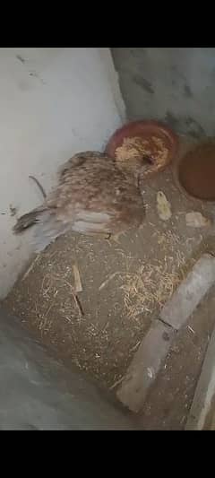 High Quality Aseel Main wali murgi And 1 chicks white