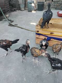High Quality Aseel Chicks Lakha